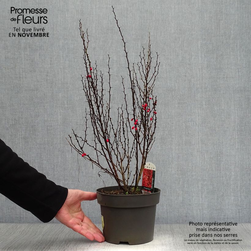 Spécimen de Berberis thunbergii Maria - Épine-vinette Pot de 2L/3L tel que livré en automne