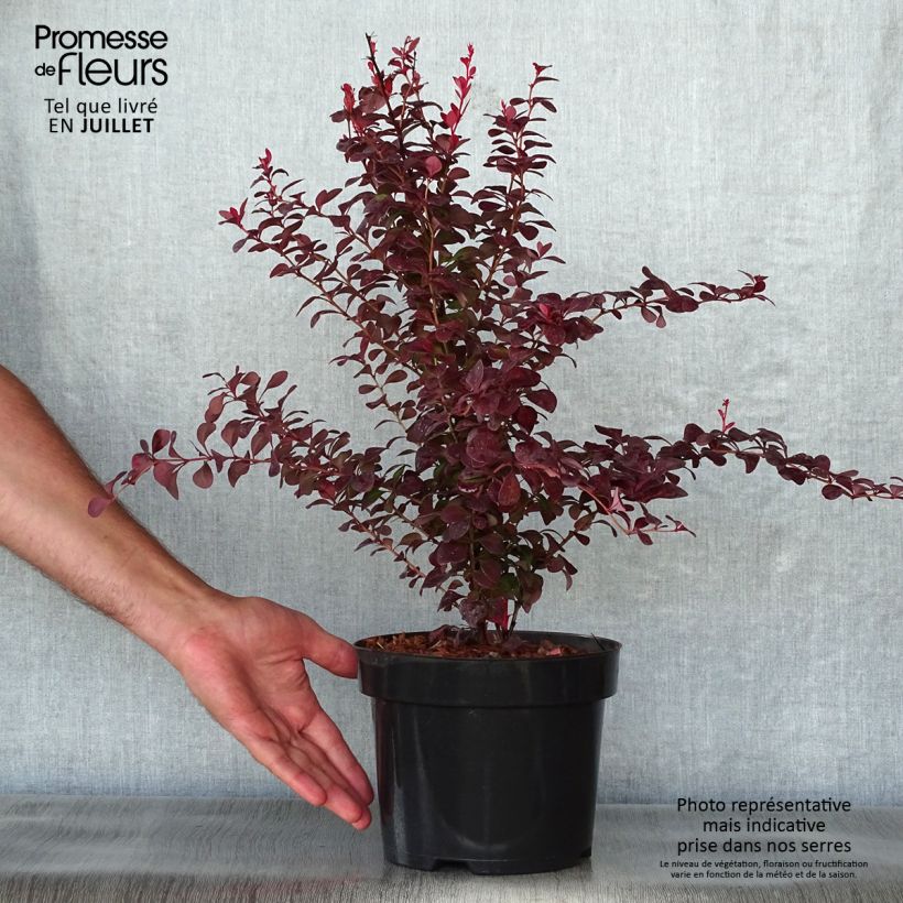 Spécimen de Berberis thunbergii Orange Rocket - Epine-vinette Pot de 3L/4L tel que livré en été