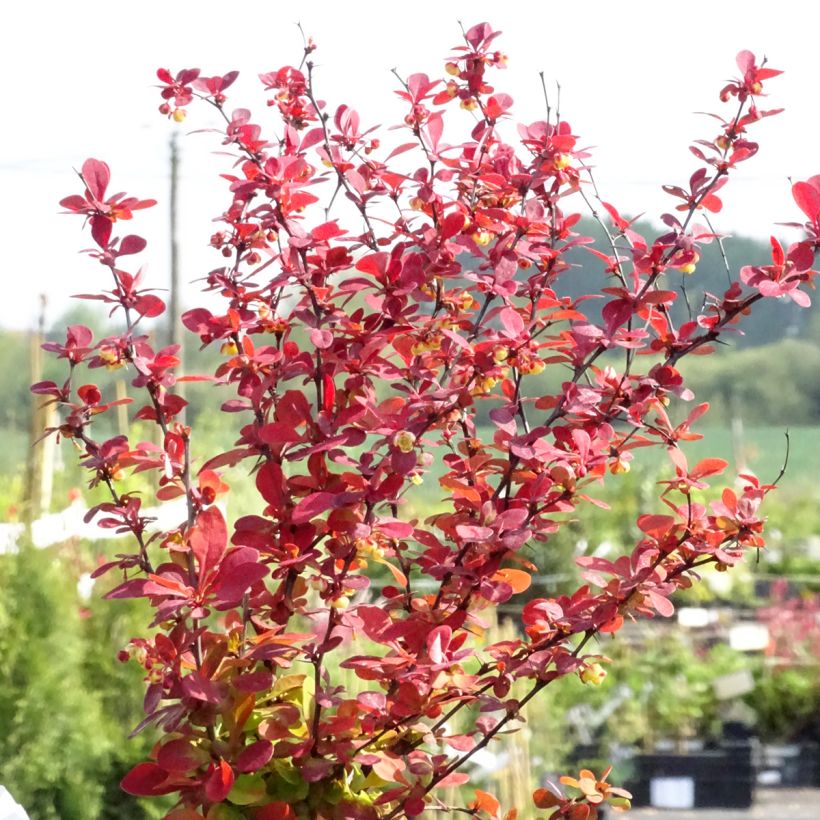 Berberis thunbergii Orange Rocket - Epine-vinette (Port)