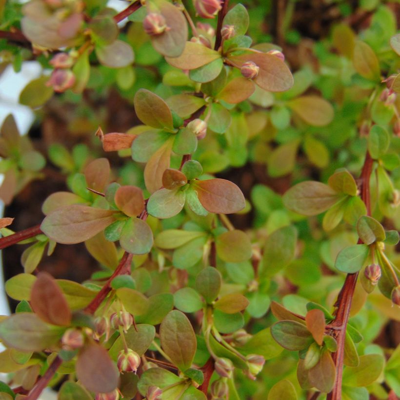 Berberis thunbergii Red Dream - Epine-vinette (Feuillage)