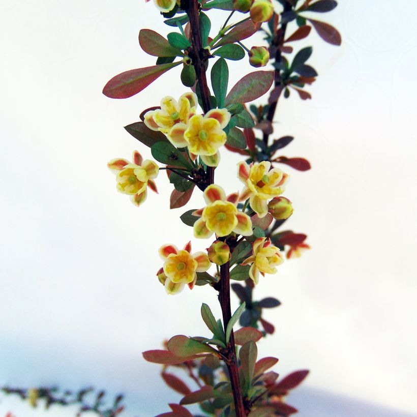 Berberis thunbergii Red Dream - Epine-vinette (Floraison)