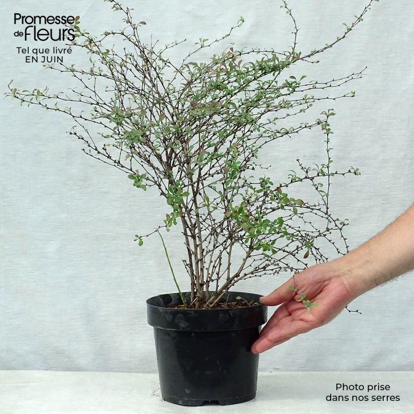 Spécimen de Berberis thunbergii Red Dream - Epine-vinette Pot de 3L/4L tel que livré en été