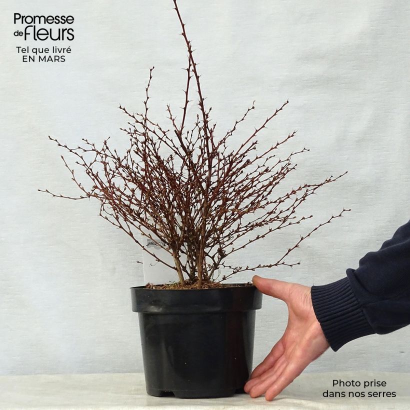 Spécimen de Berberis thunbergii Red Dream - Epine-vinette en pot de 3/4L tel que livré au printemps