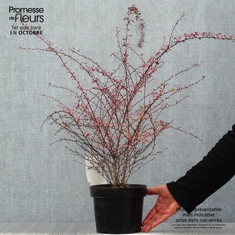 Spécimen de Berberis thunbergii Red Dream - Epine-vinette Pot de 3L/4L tel que livré en automne
