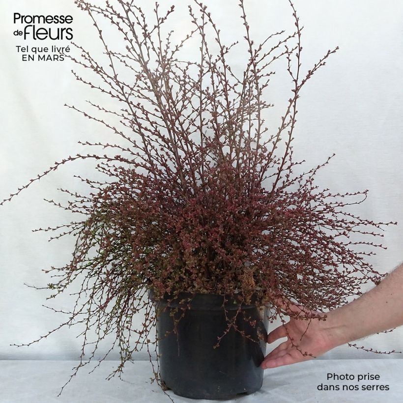 Spécimen de Berberis thunbergii Red Dream - Epine-vinette en pot de 7,5l/10l tel que livré au printemps