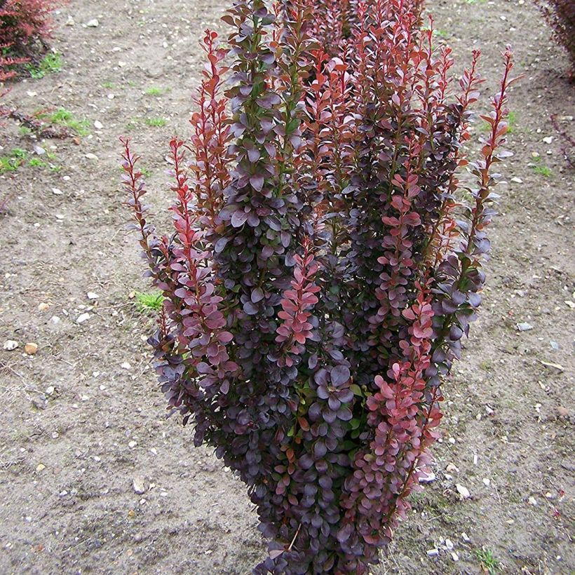 Beberis thunbergii Red Rocket - Epine-vinette (Port)