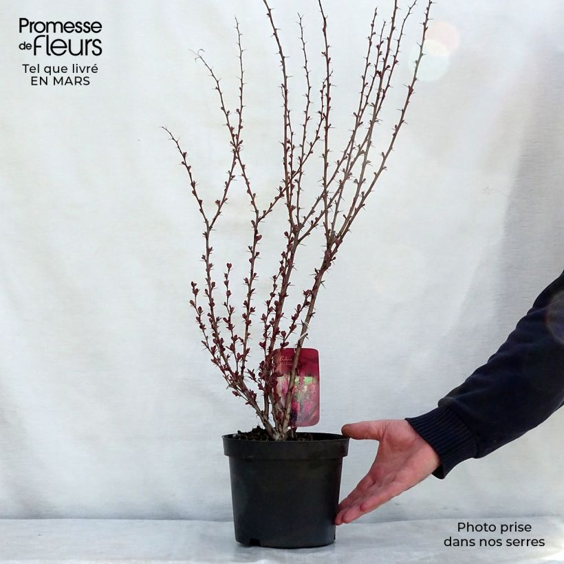 Spécimen de Beberis thunbergii Red Rocket - Epine-vinette Pot de 2L/3LHauteur livrée env. 30/40cm tel que livré au printemps
