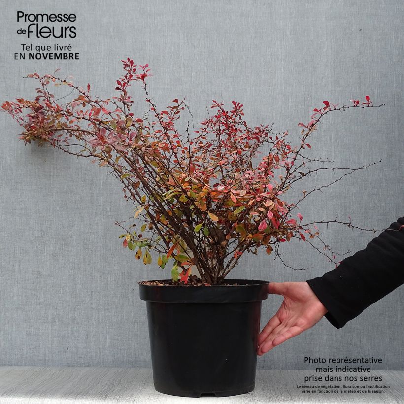 Spécimen de Berberis thunbergii Rosy Glow Pot de 7,5L/10L tel que livré en automne