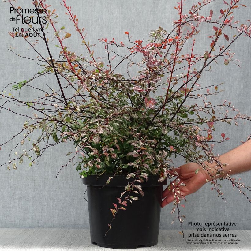 Spécimen de Berberis thunbergii Rosy Glow Pot de 7,5L/10L tel que livré en été