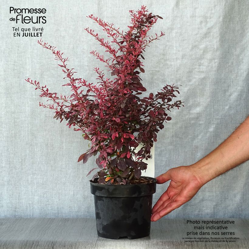 Spécimen de Berberis thunbergii Rosy Glow Pot de 2L/3L tel que livré en été