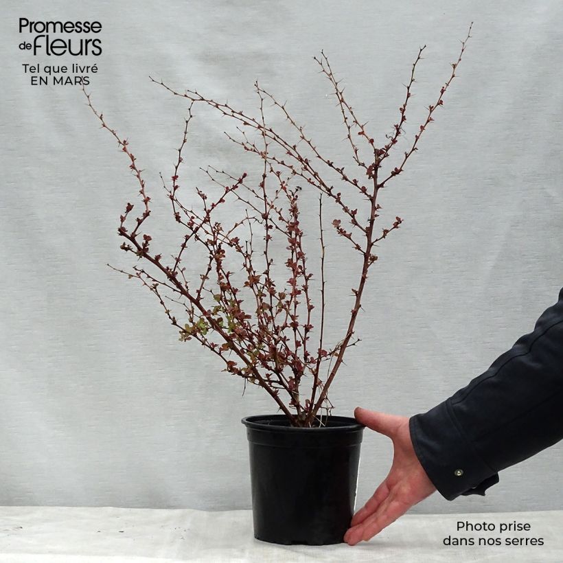 Spécimen de Berberis thunbergii Rosy Glow en pot de 3L tel que livré au printemps