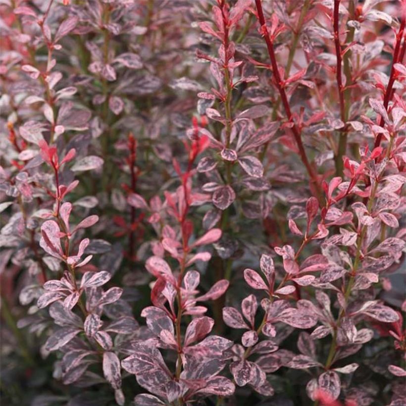 Berberis thunbergii Rosy Rocket (Feuillage)