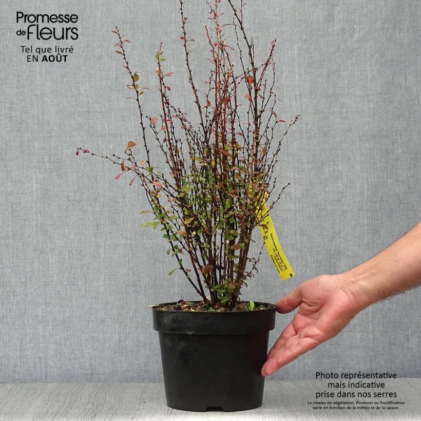 Spécimen de Berberis thunbergii Rosy Rocket Pot de 2L/3L tel que livré en été