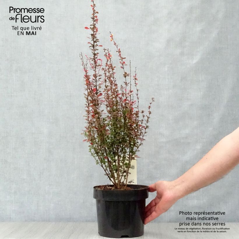 Spécimen de Berberis thunbergii Rosy Rocket en pot de 2l/3l tel que livré au printemps