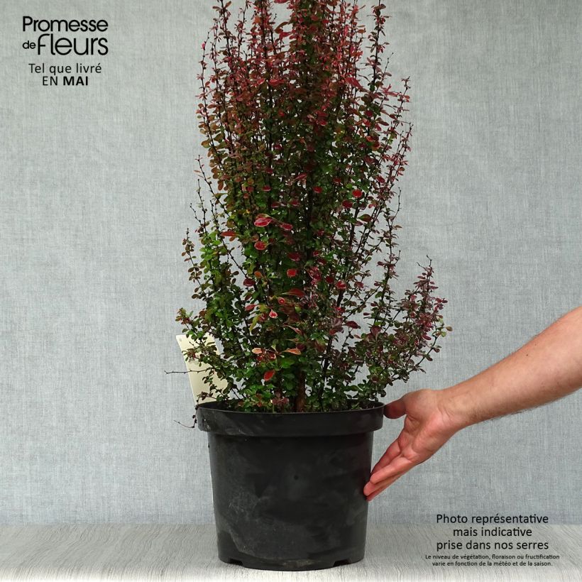Spécimen de Berberis thunbergii Rosy Rocket en pot de 7,5/10L tel que livré au printemps