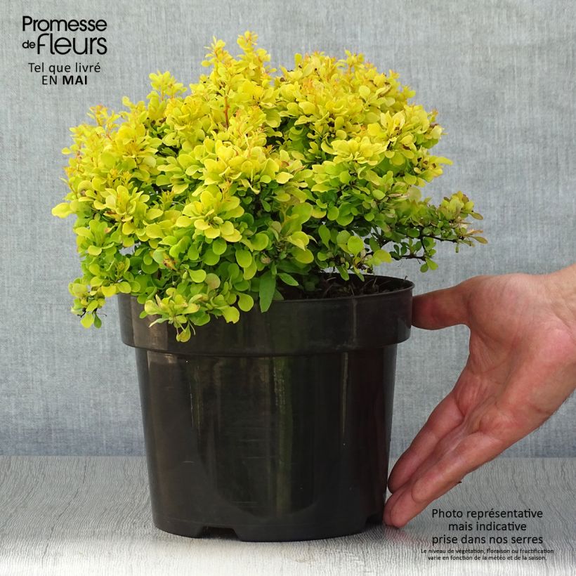 Spécimen de Berberis thunbergii Tiny Gold - Epine vinette en pot de 2/3L tel que livré au printemps