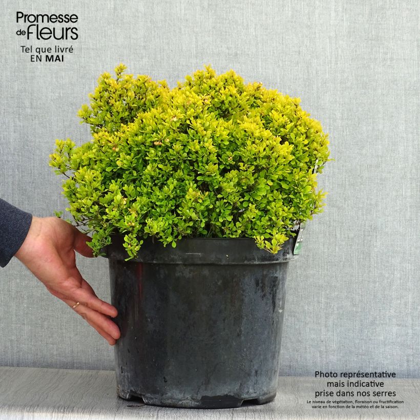 Spécimen de Berberis thunbergii Tiny Gold - Epine vinette en pot de 7,5L/10L tel que livré au printemps