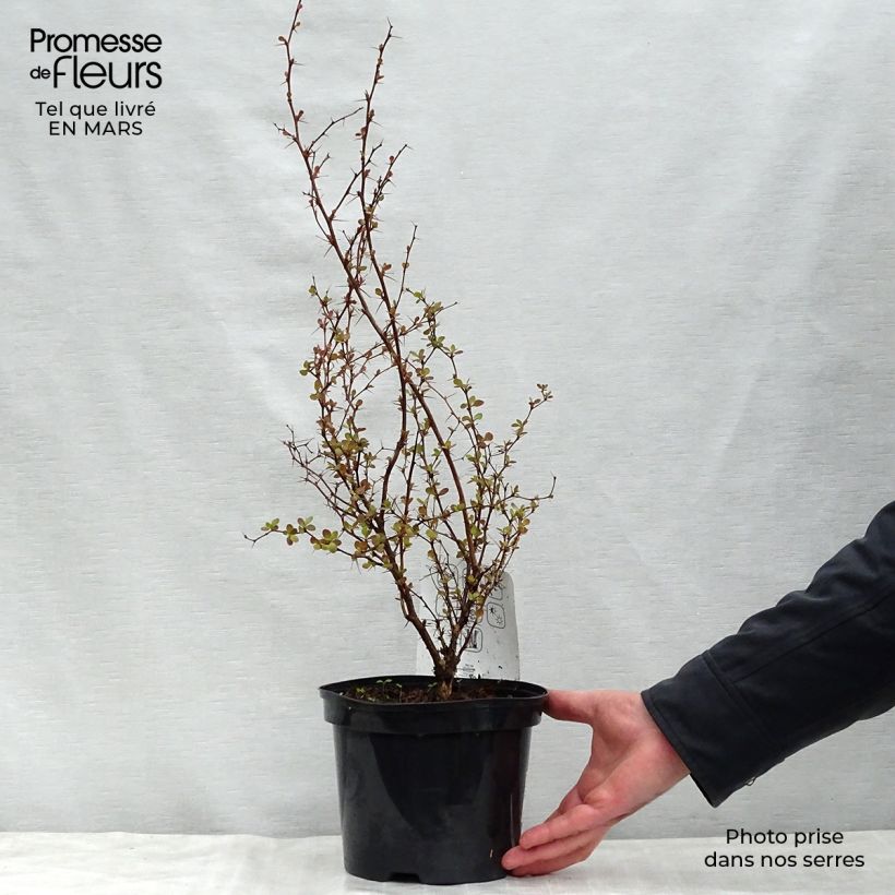 Spécimen de Berberis thunbergii Atropurpurea - Epine-vinette Pot de 2L/3LHauteur livrée env. 30/40cm tel que livré au printemps