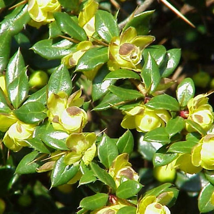 Berberis verrucosa - Épine vinette verruqueuse (Feuillage)