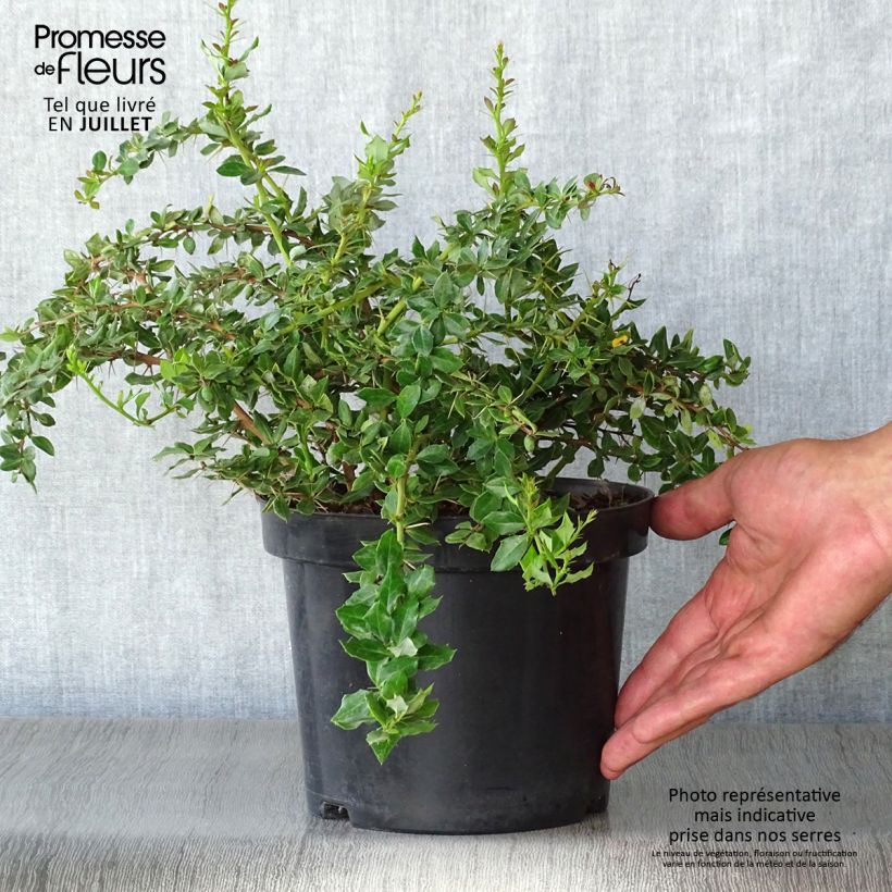 Spécimen de Berberis verrucosa - Épine vinette verruqueuse Pot de 2L/3L tel que livré en été