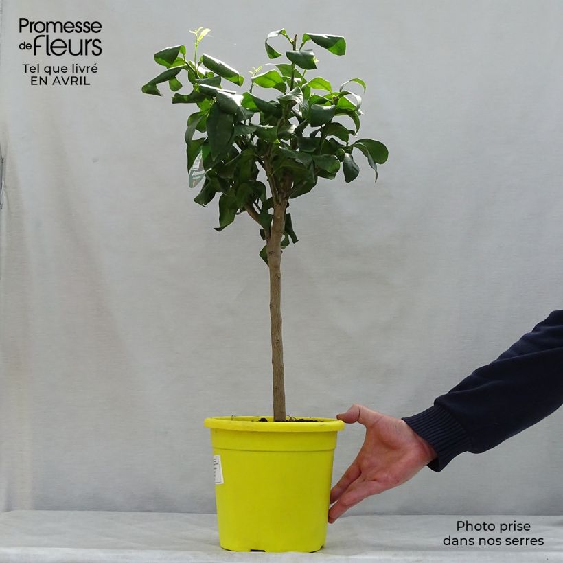 Spécimen de Bergamote - Citrus bergamia Pot de 4L/5L tel que livré au printemps