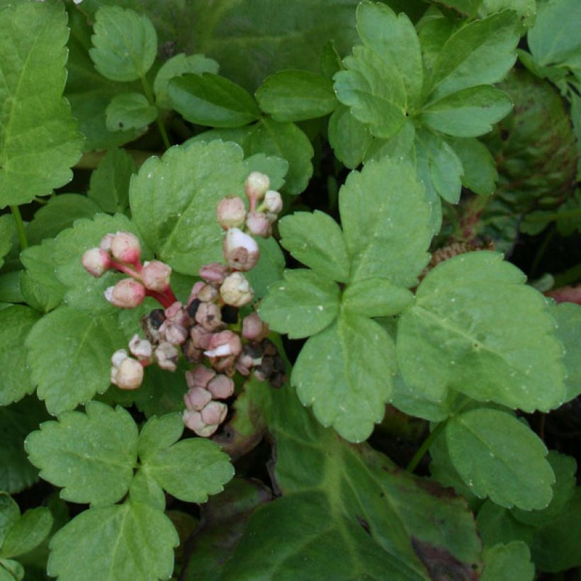 Bergenia Hybride Baby Doll - Plante des savetiers (Feuillage)