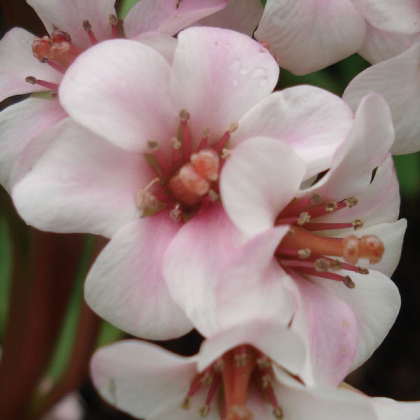 Bergenia Hybride Baby Doll - Plante des savetiers (Floraison)