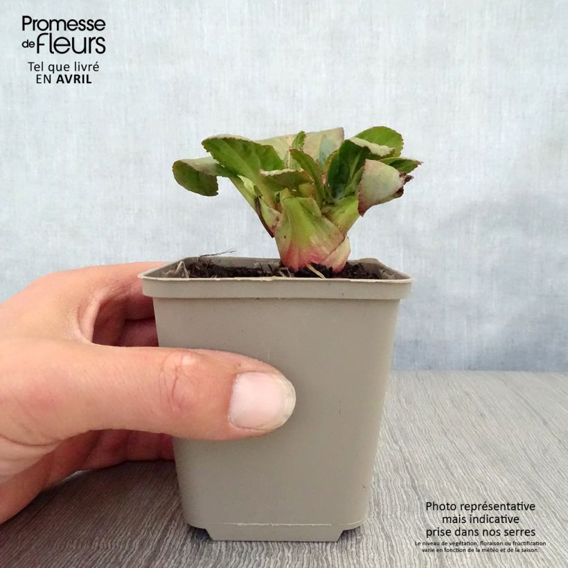 Spécimen de Bergénia Bach - Plante des savetiers Godet de 9cm tel que livré au printemps
