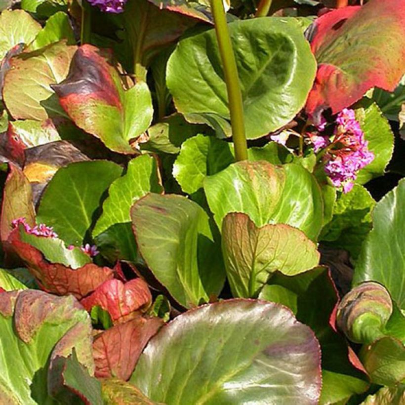 Bergenia Bartok - Plante des savetiers (Feuillage)