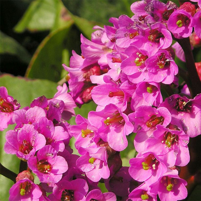 Bergenia Bartok - Plante des savetiers (Floraison)