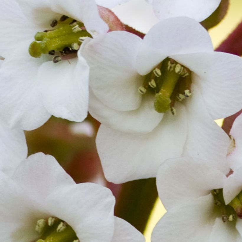 Bergenia Bressingham White (Floraison)