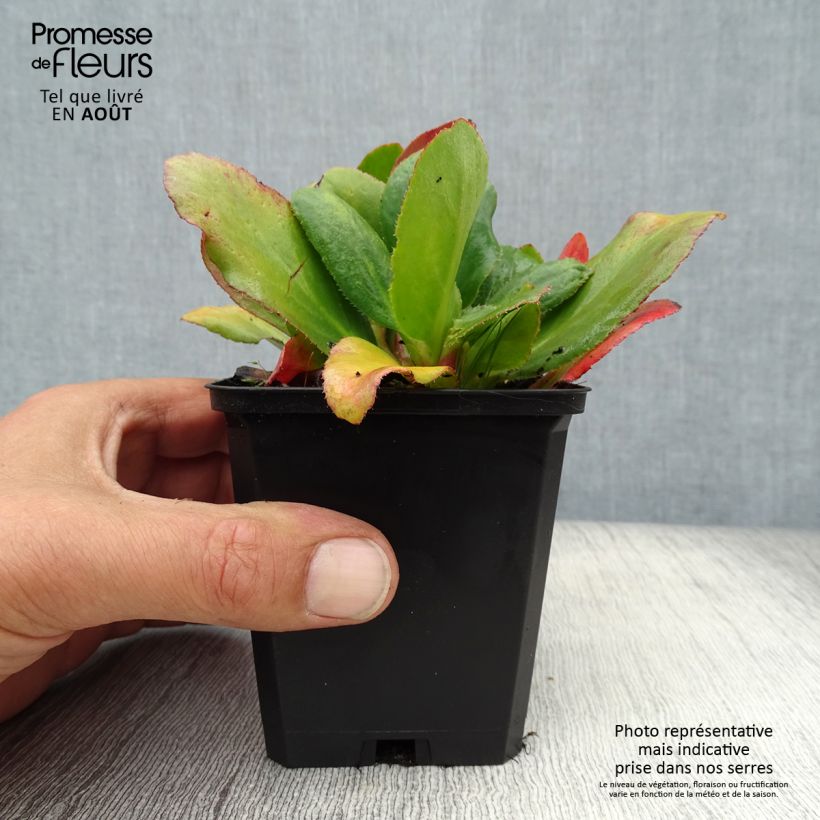 Spécimen de Bergenia Bressingham White Godet de 8/9 cm tel que livré en été