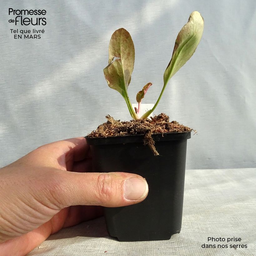 Spécimen de Bergenia Bressingham White Godet de 9cm tel que livré au printemps