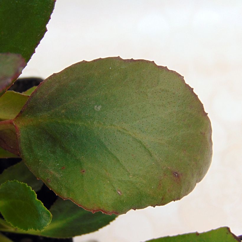 Bergenia Dragonfly Angel Kiss (Feuillage)