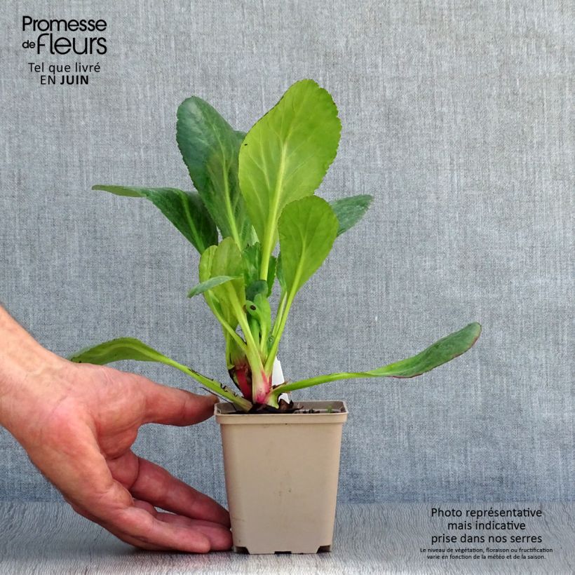 Spécimen de Bergenia Dragonfly Sakura - Plante des savetiers Godet de 8/9 cm tel que livré en été