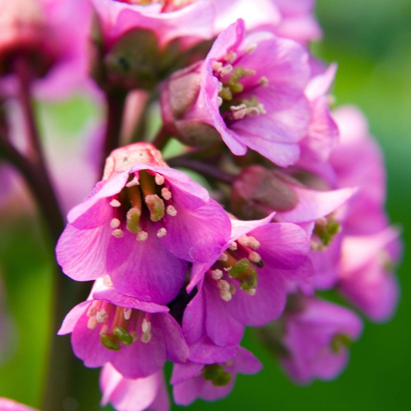 Bergenia Eden's Dark Margin (Floraison)