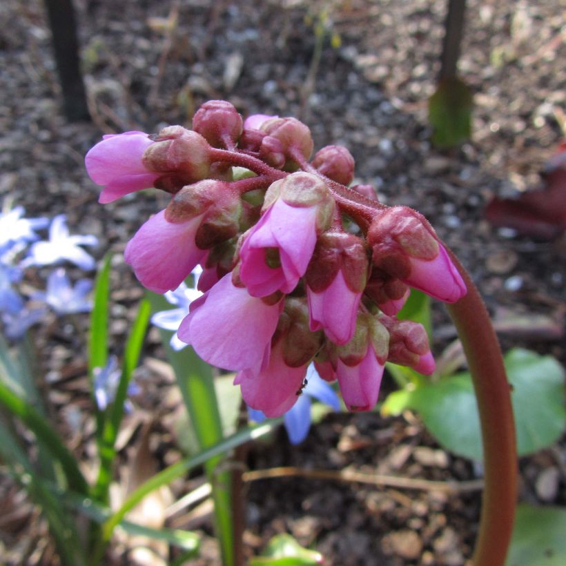 Bergenia Eden's Magic Giant - Plante des savetiers (Floraison)