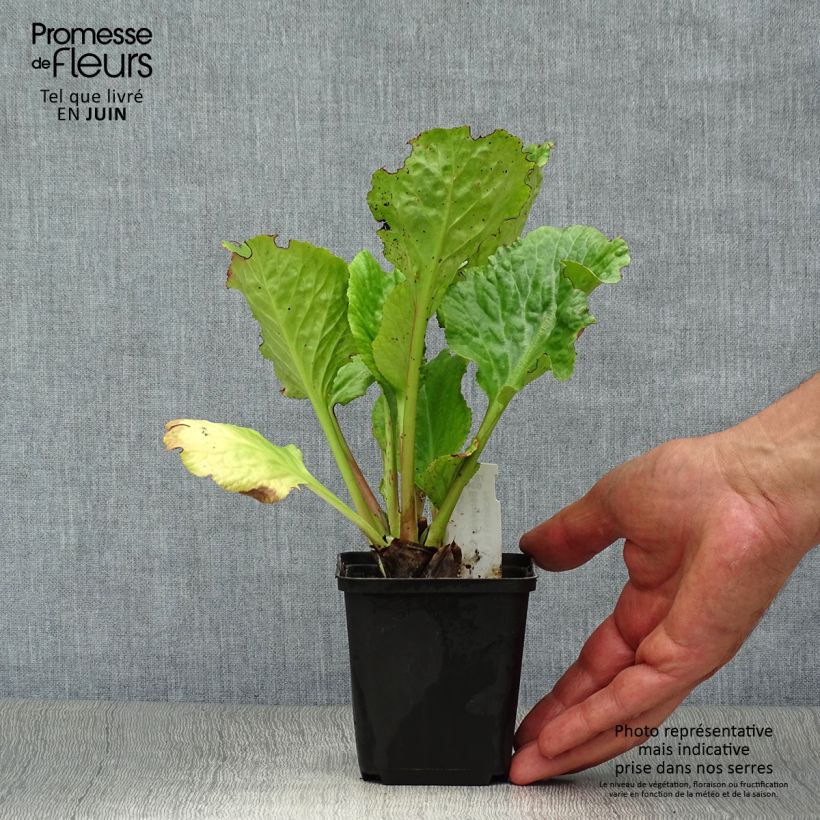 Spécimen de Bergenia Eden's Dark Margin Godet de 8/9 cm tel que livré en été