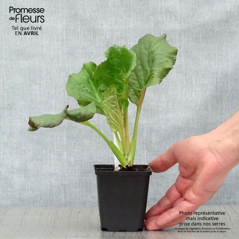Spécimen de Bergenia Eden's Dark Margin Godet de 9cm tel que livré au printemps