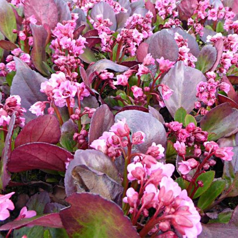 Bergenia Flirt - Plante des savetiers (Floraison)