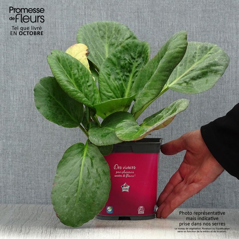 Spécimen de Bergenia hybride Abendglut Pot de 2L/3L tel que livré en automne