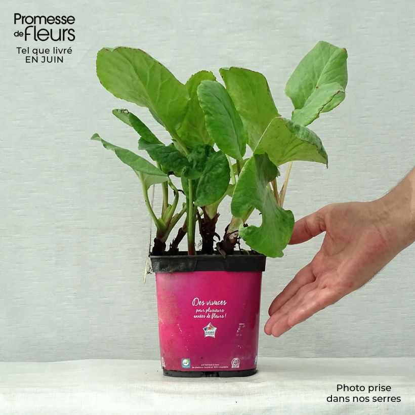 Spécimen de Bergenia hybride Abendglut Pot de 2L/3L tel que livré en été