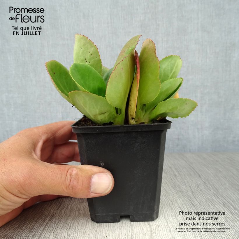 Spécimen de Bergenia Hybride Baby Doll - Plante des savetiers Godet de 8/9 cm tel que livré en été