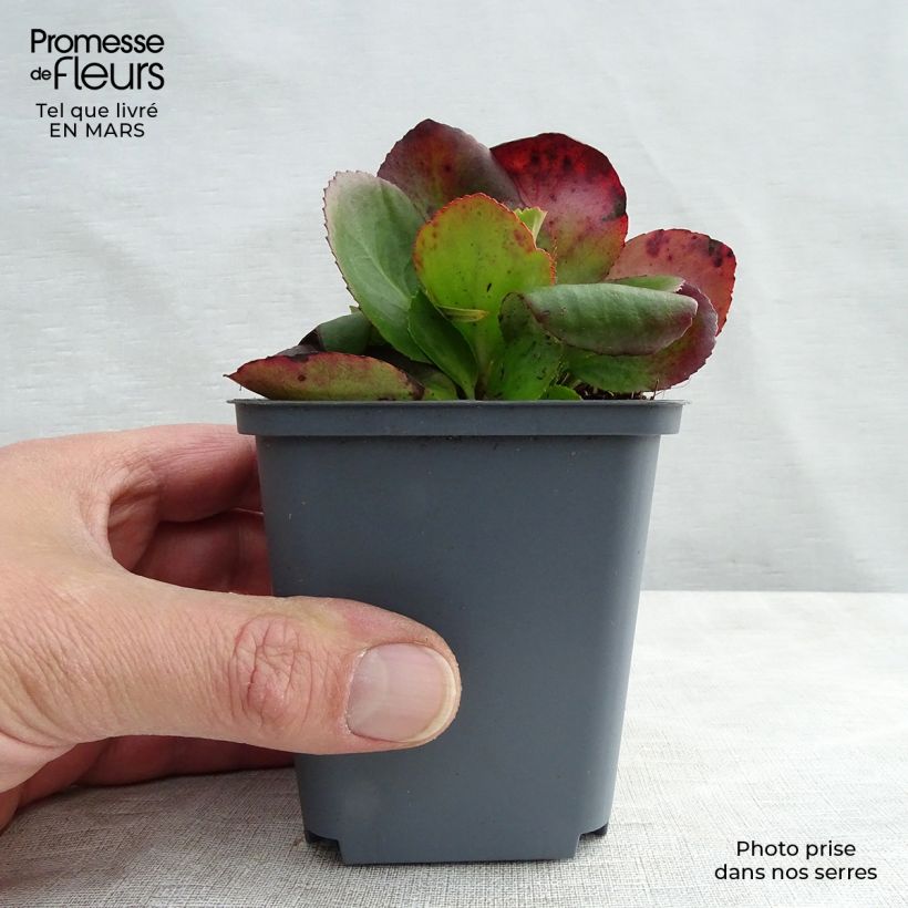 Spécimen de Bergenia Hybride Baby Doll - Plante des savetiers Godet de 9cm tel que livré au printemps