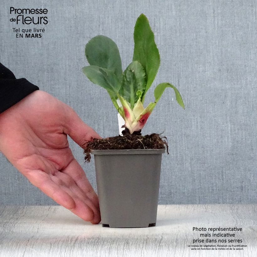 Spécimen de Bergenia Ice Queen - Plante des savetiers Godet de 9cm tel que livré au printemps