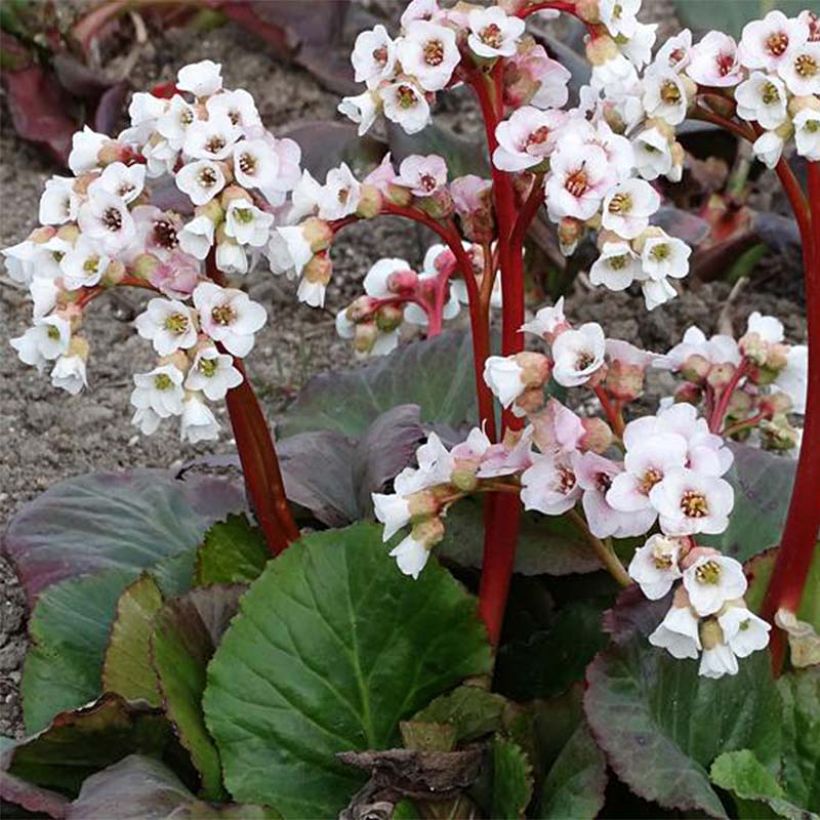 Bergenia Jelle - Plante des savetiers (Floraison)
