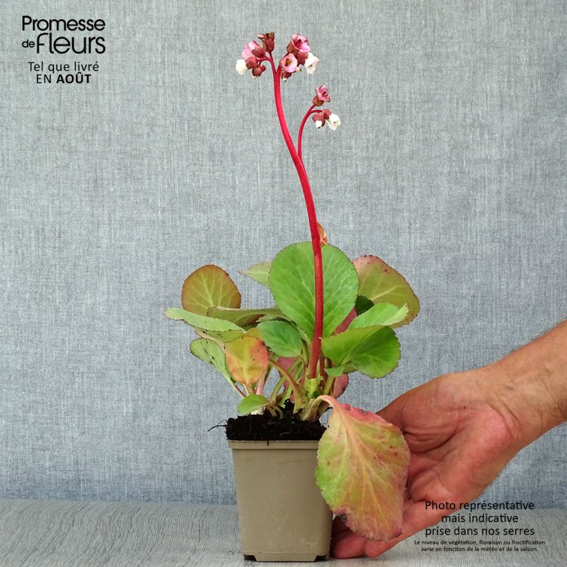 Spécimen de Bergenia Jelle - Plante des savetiers Godet de 8/9 cm tel que livré en été