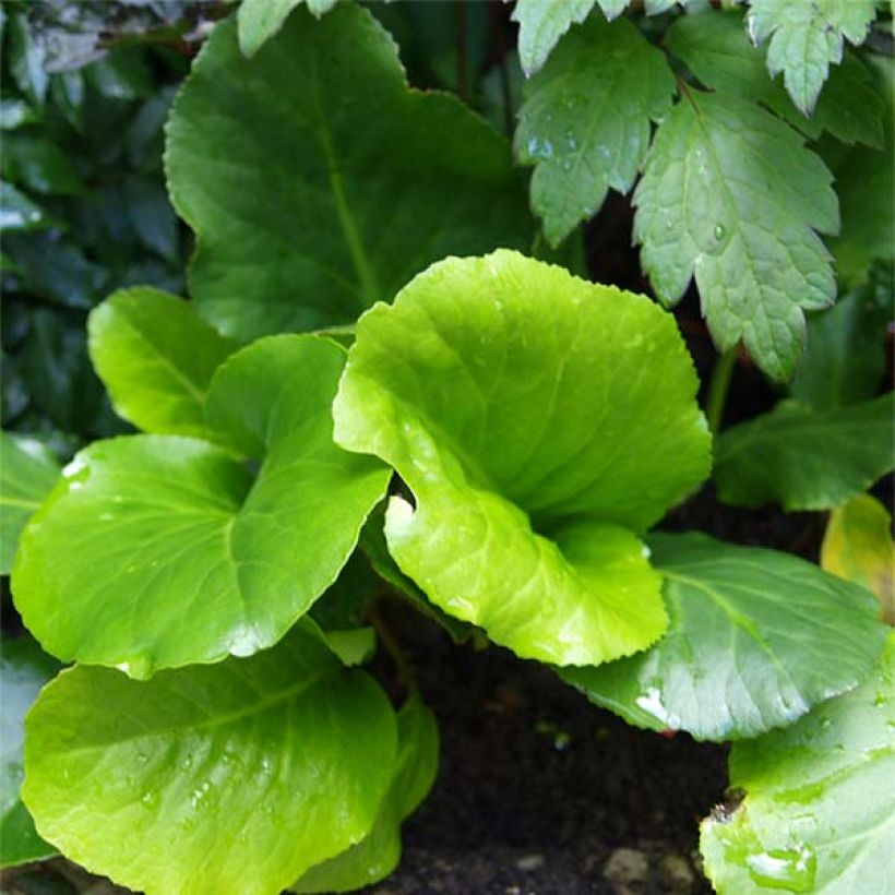 Bergenia Morgenrote - Plante des savetiers (Feuillage)