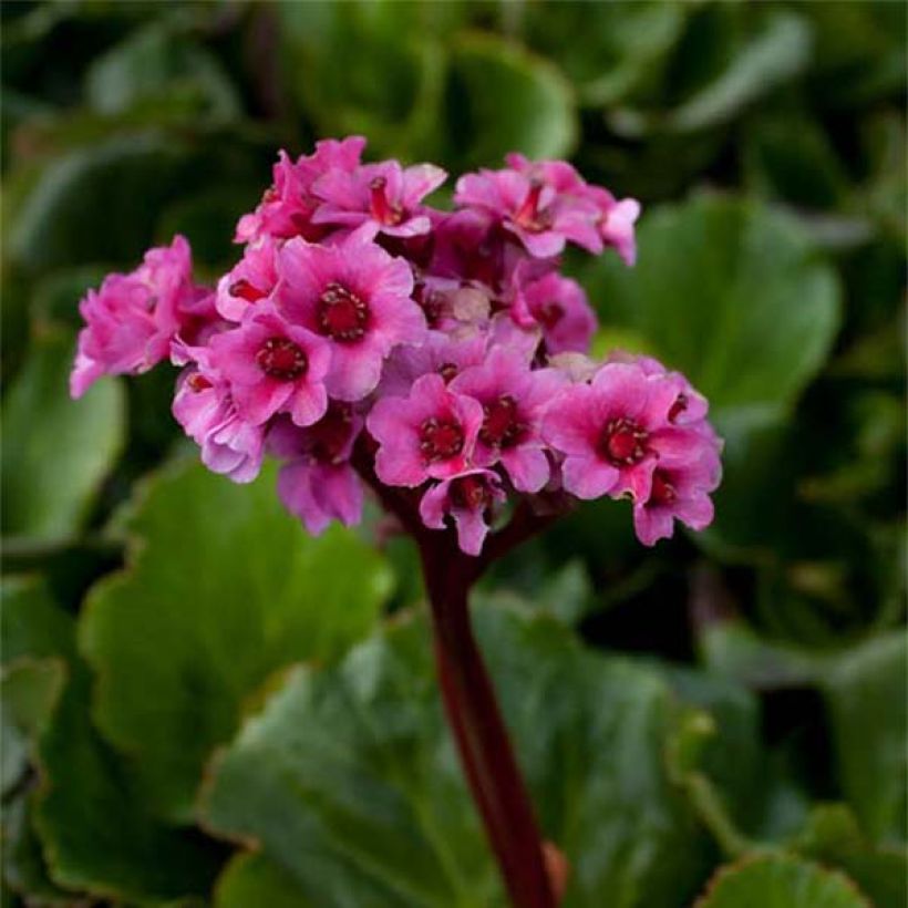 Bergenia Morgenrote - Plante des savetiers (Floraison)