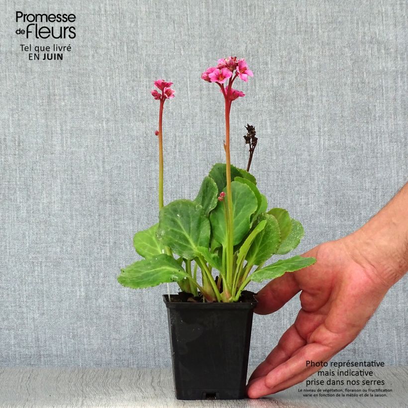 Spécimen de Bergenia Morgenrote - Plante des savetiers Godet de 8/9 cm tel que livré en été
